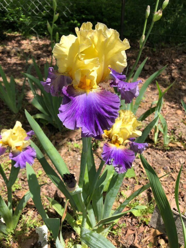 20220503 Mountain View Iris Festival City of Mountain View